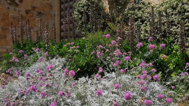 6 giugno 2023, ore 14, bucolica 'quies' davanti al Castello di Contignaco 🏰 ☀️: i colori e i profumi delle nuove fioriture 🌿 💐 di acanti, gelsomini e settembrini 💜 🤍 💛, il cinguettio soave degli uccelli 🐦, il ricercare laborioso delle api 🐝 e il volo leggero delle farfalle 🦋

#castellodicontignaco #contignaco #quies #quiete #fioritura #acanto #settembrino #gelsomino #farfalle #api #cinguettio #uccelli #natura #primavera #fiori #castelli #castellidelducato #salsomaggiore #visitemilia